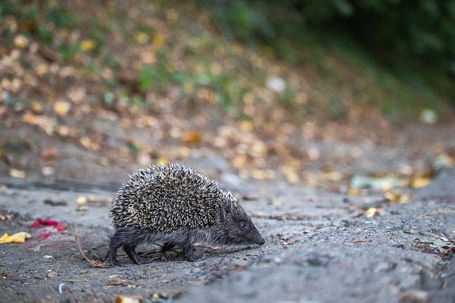 快船扫清通 快船扫清通